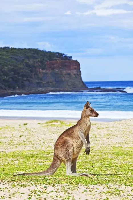 Framed Print : Kangaroo at the beach