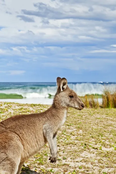 Framed Print : Kangaroo at the beach