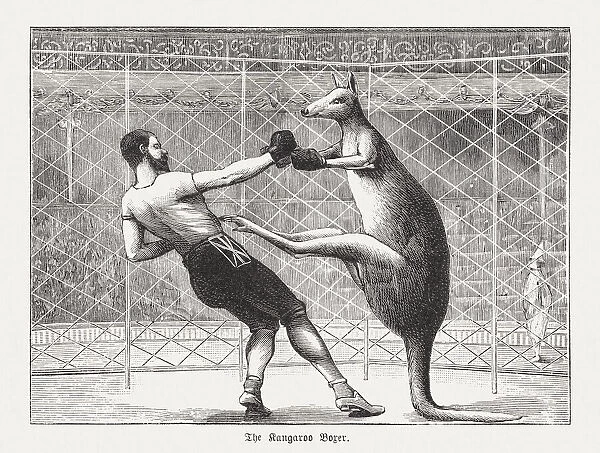 The kangaroo boxer, wood engraving, published in 1895