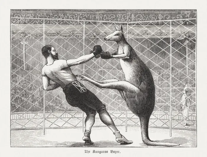 Framed Print : The kangaroo boxer, wood engraving, published in 1895 Framed Print : The kangaroo boxer, wood engraving, published in 1895