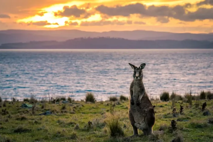 Framed Print : Kangaroo at Cape Boullanger, Maria Island, Tasmania