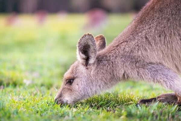 Kangaroo Closed up