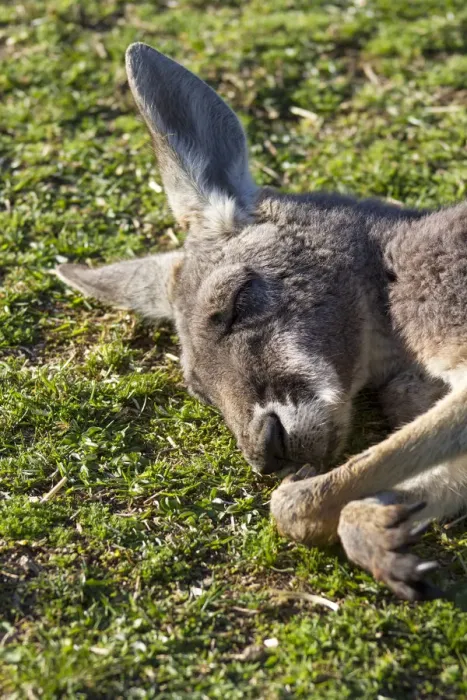 Framed Print : A Kangaroo having a nap