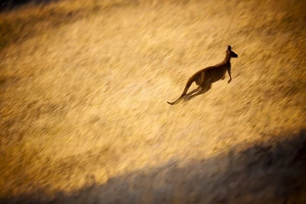 Kangaroo Hopping in Grass