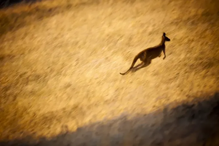 Framed Print : Kangaroo Hopping in Grass Framed Print : Kangaroo Hopping in Grass