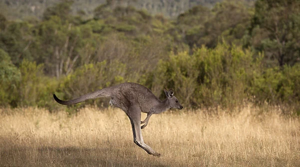 Kangaroo Hopping in Jindabyne, New South Wales, Australia