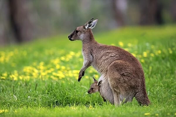 Kangaroo Island Kangaroo (Macropus fuliginosus)