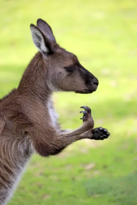 Framed Print : Kangaroo Island Kangaroo, (Macropus fuliginosus)