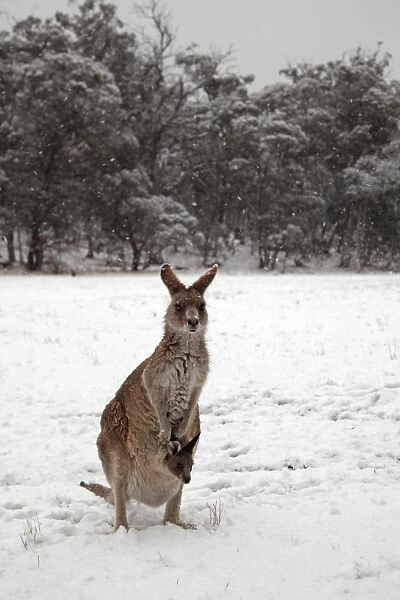 Kangaroo and Joey in the snow