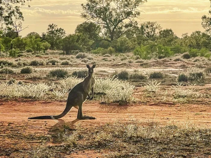 Framed Print : Kangaroo in outback landscape Australia Framed Print : Kangaroo in outback landscape Australia
