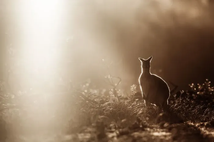 Framed Print : Kangaroo outline
