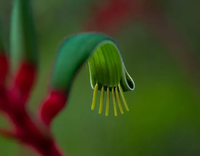 Framed Print : Kangaroo Paw