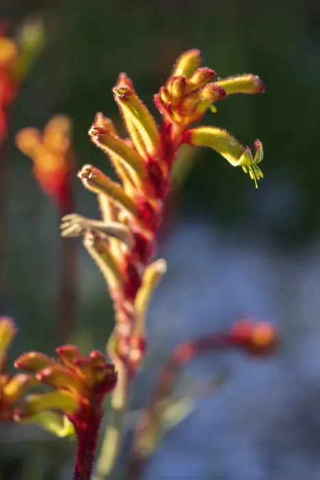 Framed Print : Kangaroo Paw Flower, Western Australia Framed Print : Kangaroo Paw Flower, Western Australia