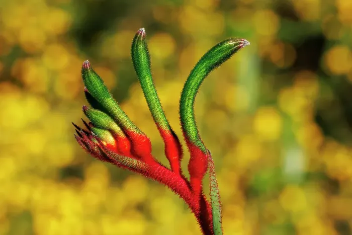 Framed Print : Kangaroo Paw Flower, Western Australia Framed Print : Kangaroo Paw Flower, Western Australia