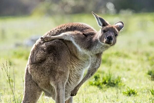 Kangaroo scratching its back. Australia