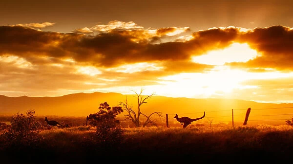 Kangaroo on sunset, Australia