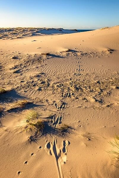 Kangaroo tracks at Friendly Beaches, Freycinet National Park, Tasmania