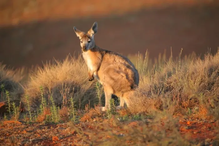 Framed Print : Kangaroo in the wild. Australia