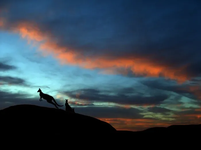 Framed Print : Kangaroos at sunset Framed Print : Kangaroos at sunset