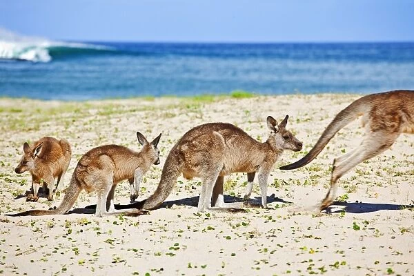 Kangaroos at the beach