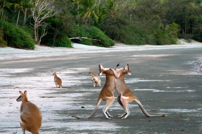 Framed Print : Kangaroos boxing Framed Print : Kangaroos boxing