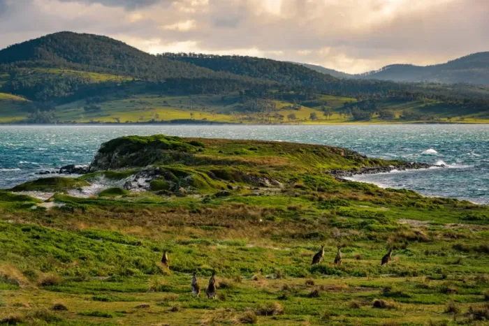 Framed Print : Kangaroos at Lesueur Point, Maria Island, Tasmania