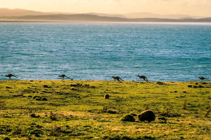 Framed Print : Kangaroos at Lesueur Point, Maria Island, Tasmania