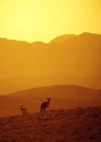 Kangaroos in the outback Australia
