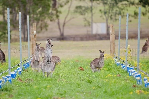 Kangaroos in vineyard