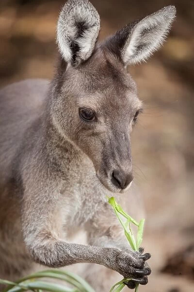 Kangoroo. Perth Zoo, PerthAustralia