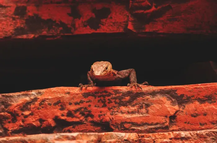Framed Print : Karijini Lizard