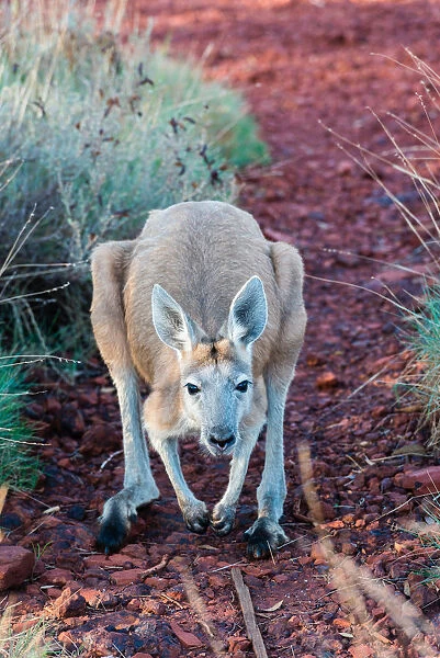 Karijini National Park, Western Australia, Australia