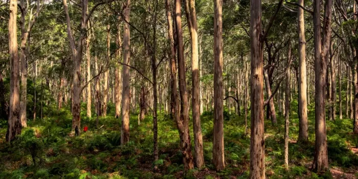 Framed Print : Karri Forest
