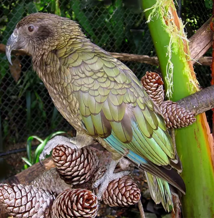 Framed Print : Kea is large species of parrot Framed Print : Kea is large species of parrot