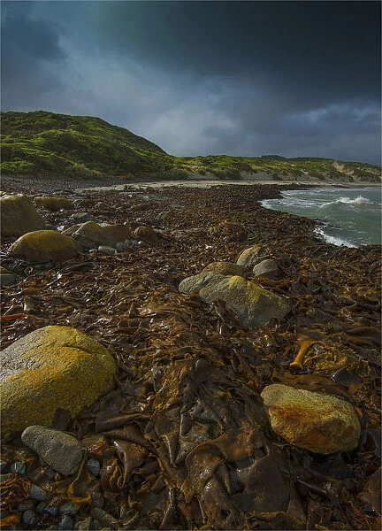 Kelp, British Admiral beach, King Island, Bass Strait, Tasmania