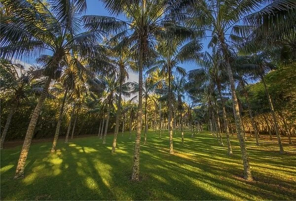 A Kentia palm plantation on Norfolk Island