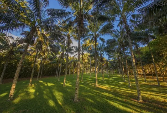 Framed Print : A Kentia palm plantation on Norfolk Island Framed Print : A Kentia palm plantation on Norfolk Island