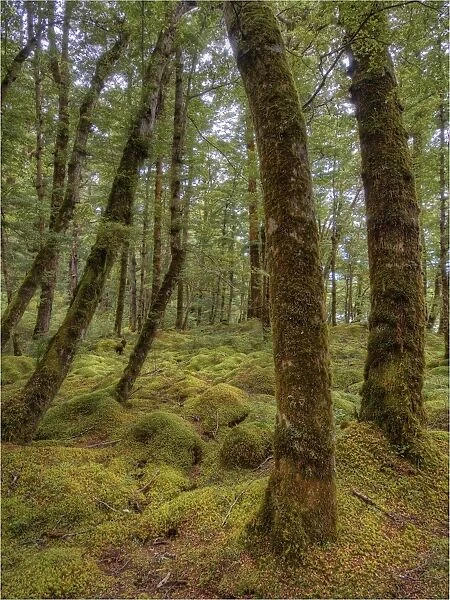 Keppler Rainforest in the South Island of New Zealand