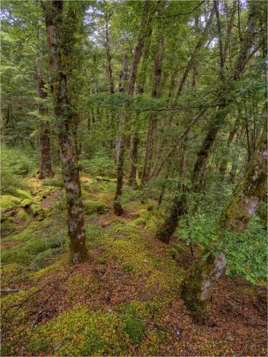 Framed Print : Keppler Rainforest in the South Island of New Zealand Framed Print : Keppler Rainforest in the South Island of New Zealand