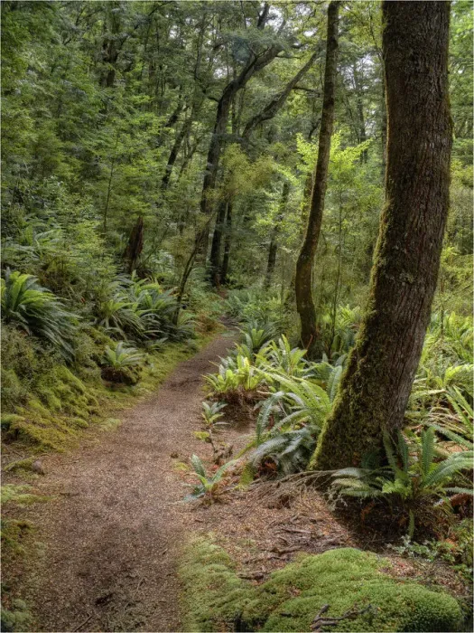 Framed Print : Keppler Rainforest in the South Island of New Zealand Framed Print : Keppler Rainforest in the South Island of New Zealand