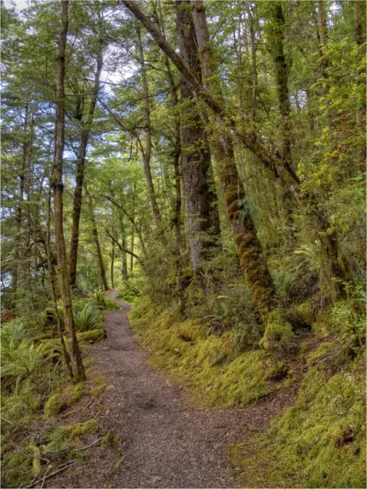 Framed Print : Keppler Rainforest in the South Island of New Zealand Framed Print : Keppler Rainforest in the South Island of New Zealand