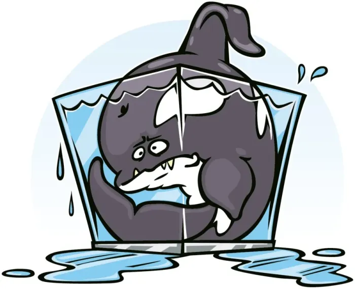 Framed Print : killer whale tank Framed Print : killer whale tank