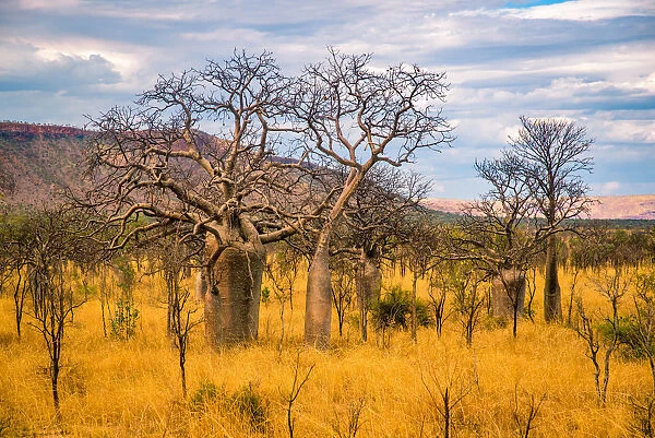 Kimberley Baobab