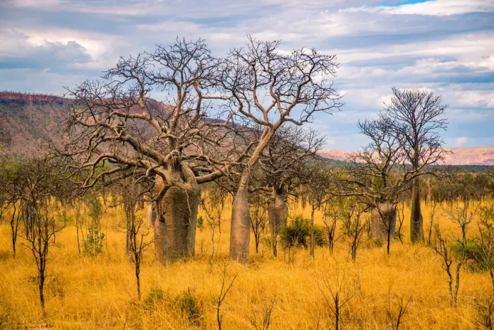 Framed Print : Kimberley Baobab Framed Print : Kimberley Baobab