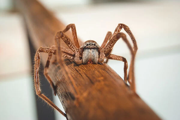 Kimberley huntsman spider
