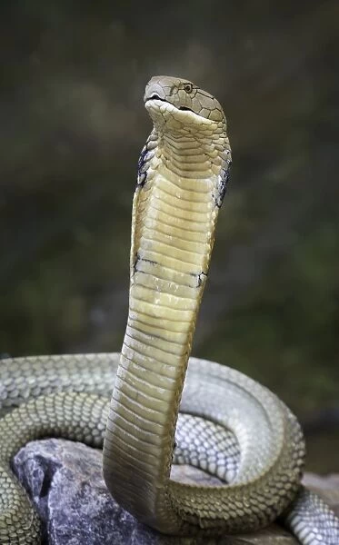 King cobra (Ophiophagus hannah)