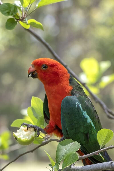 King Parrot eating unripe apples from a tree