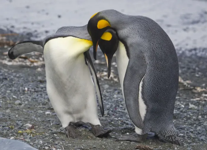 Framed Print : King Penguins courting