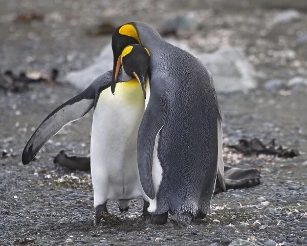 King Penguins courting