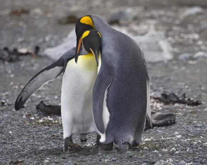 Framed Print : King Penguins courting